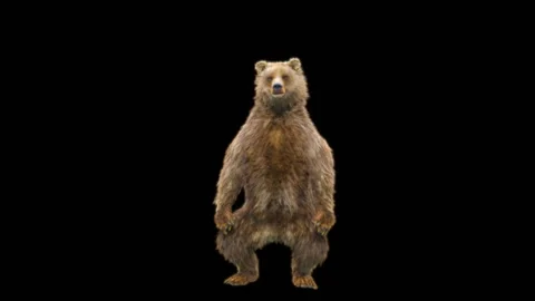Bear Dancing, With Alpha Matte. 库存影片 258141499