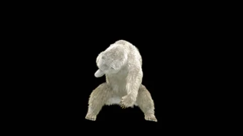 Bear Dancing, With Alpha Matte. Stock Footage 259079399