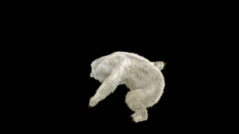 Bear Dancing, With Alpha Matte. Stock Footage 259079400