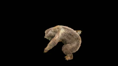 Bear Dancing, With Alpha Matte. Video stock 259079418