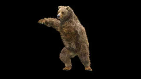 Bear Dancing, With Alpha Matte. 库存影片 259079441