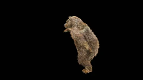 Bear Dancing, With Alpha Matte. Видео 259079522