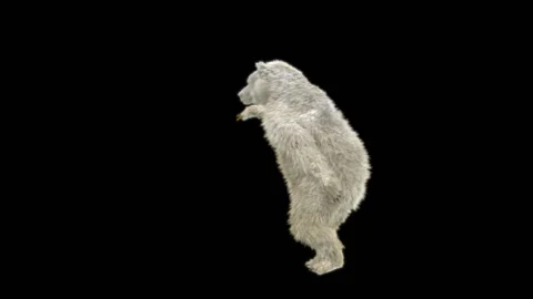Bear Dancing, With Alpha Matte. 库存影片 259079525