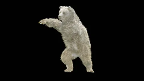 Bear Dancing, With Alpha Matte. 库存影片 259079534