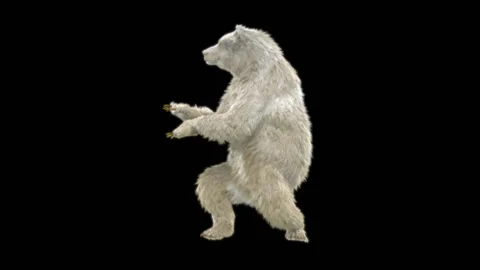 Bear Dancing, With Alpha Matte. 库存影片 259836982