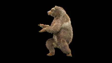 Bear Dancing, With Alpha Matte. Stock Footage 259837121