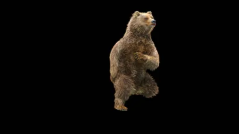Bear Dancing, With Alpha Matte. Stock Footage 259837151