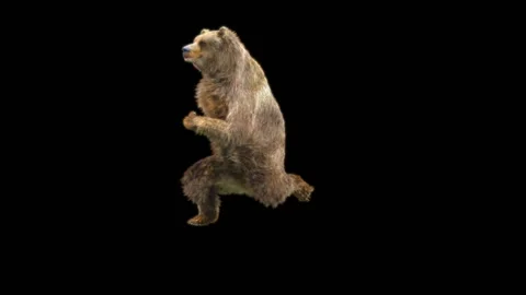 Bear Dancing, With Alpha Matte. Видео 259837346