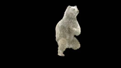 Bear Dancing, With Alpha Matte. 库存影片 259837494