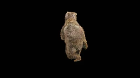 Bear Dancing, With Alpha Matte. 库存影片 260411300