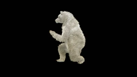 Bear Dancing, With Alpha Matte. 库存影片 260411308