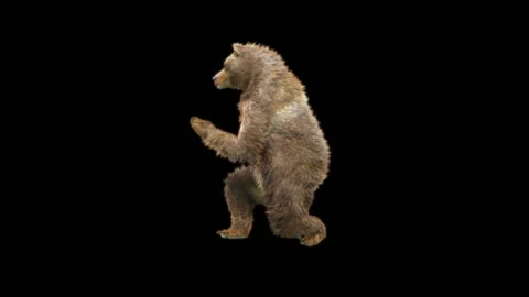 Bear Dancing, With Alpha Matte. 库存影片 260411313