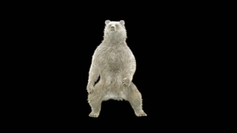 Bear Dancing, With Alpha Matte. 库存影片 260738876