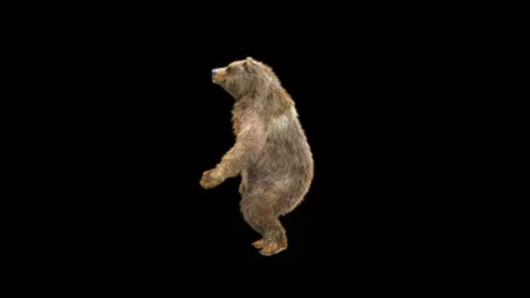 Bear Dancing, With Alpha Matte. 库存影片 260738877