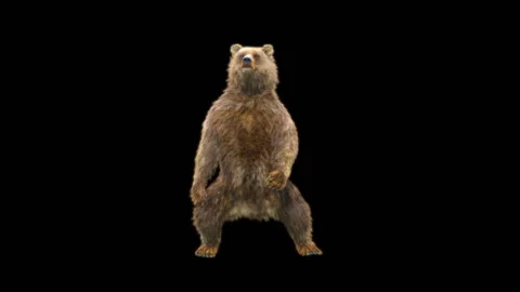 Bear Dancing, With Alpha Matte. Stockbeeldmateriaal 260738892
