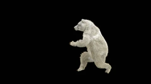 Bear Dancing, With Alpha Matte. Stock Footage 263658280