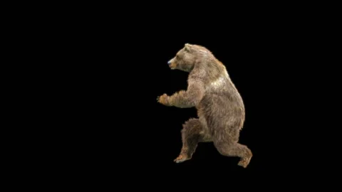 Bear Dancing, With Alpha Matte. Видео 263658282