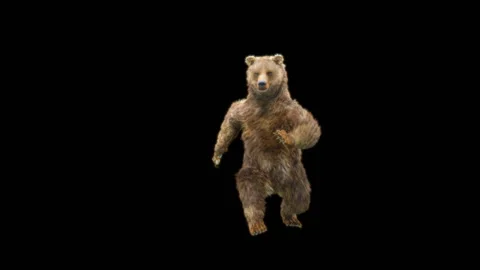 Bear Dancing, With Alpha Matte. Видео 263658285