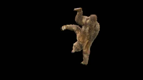 Bear Dancing, With Alpha Matte. Видео 265874715
