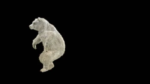 Bear Dancing, With Alpha Matte. Stock Footage 265884298
