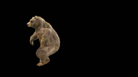 Bear Dancing, With Alpha Matte. 库存影片 265884309