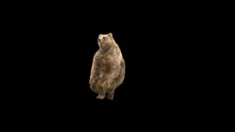 Bear Dancing, With Alpha Matte. Stock Footage 268013170