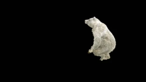 Bear Dancing, With Alpha Matte. 库存影片 268013207