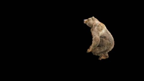 Bear Dancing, With Alpha Matte. Stock Footage 268013766