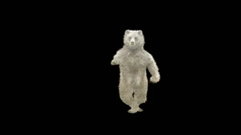 Bear Dancing, With Alpha Matte. Stock Footage 268014006