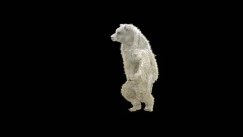 Bear Dancing, With Alpha Matte. 库存影片 268014055