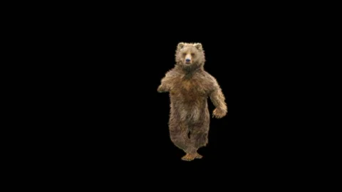 Bear Dancing, With Alpha Matte. Video stock 268014068