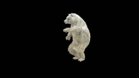Bear Dancing, With Alpha Matte. 库存影片 269185760
