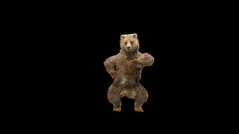 Bear Dancing, With Alpha Matte. 库存影片 269185814