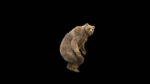 Bear Dancing, With Alpha Matte. Видео 269186182