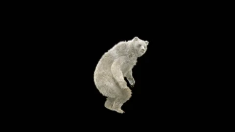 Bear Dancing, With Alpha Matte. Video stock 269188300