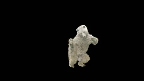 Bear Dancing, With Alpha Matte. 库存影片 274961793