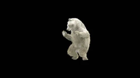 Bear Dancing, With Alpha Matte. Stock Footage 274961794