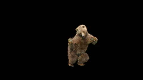 Bear Dancing, With Alpha Matte. Vídeo Stock 274961798