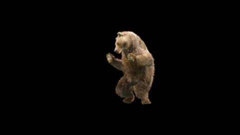 Bear Dancing, With Alpha Matte. Stockbeeldmateriaal 274961804