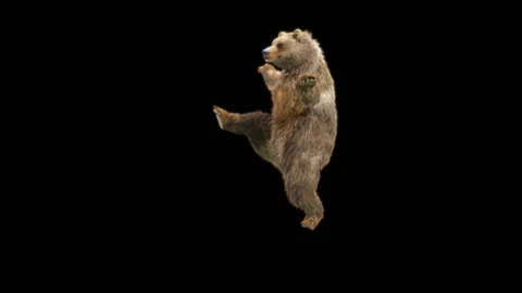 Bear Dancing, With Alpha Matte. Video stock 274963418