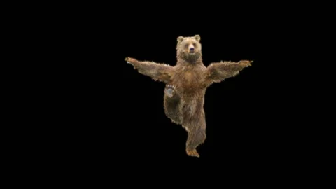 Bear Dancing, With Alpha Matte. Video stock 274963611