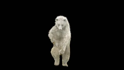 Bear Dancing, With Alpha Matte. Stock Footage 276501013