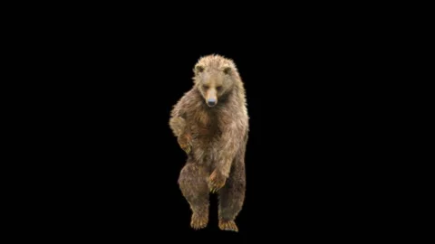 Bear Dancing, With Alpha Matte. Stock Footage 276501031