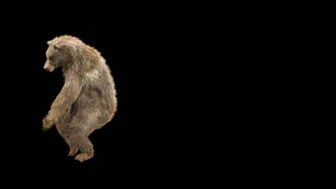 Bear Dancing, With Alpha Matte. Видео 276501038