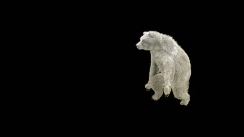 Bear Dancing, With Alpha Matte. Видео 276501041