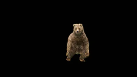 Bear Dancing, With Alpha Matte. 库存影片 276501071