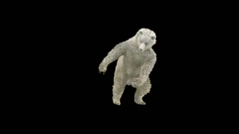 Bear Dancing, With Alpha Matte. Stock Footage 276501084