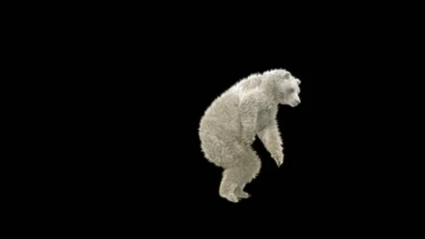 Bear Dancing, With Alpha Matte. Video stock 276501087