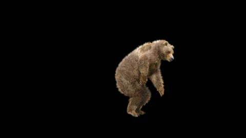 Bear Dancing, With Alpha Matte. Видео 276501091