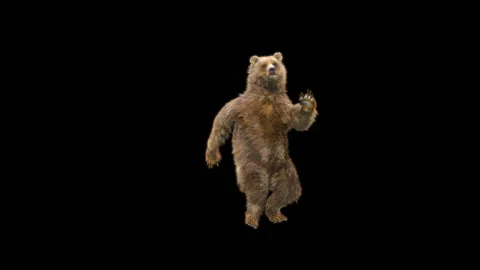 Bear Dancing, With Alpha Matte. 库存影片 277158432